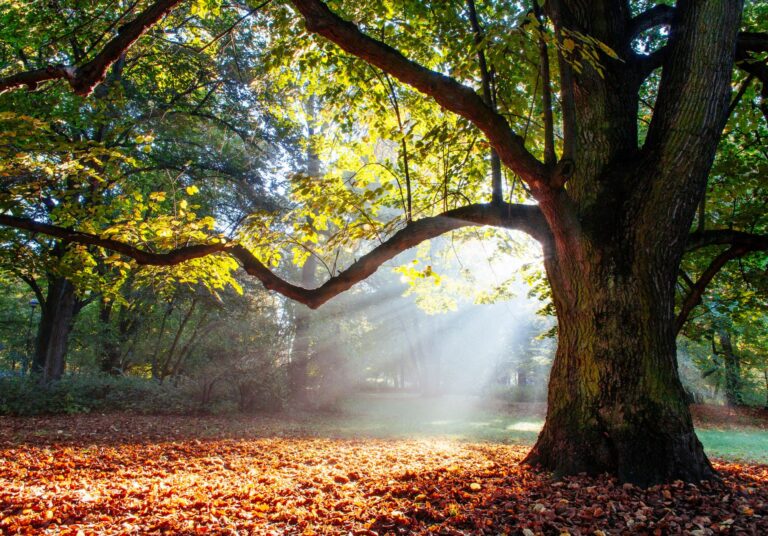 Into the Woods: 10 Hotels near Forests for Deep Nature Connection