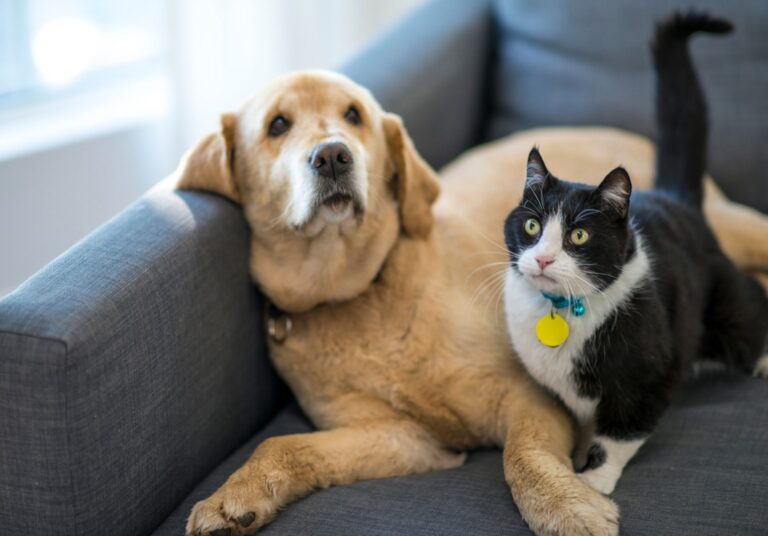 The Ultimate Bond: Pet-Friendly Retreats for a Stress-Free Escape